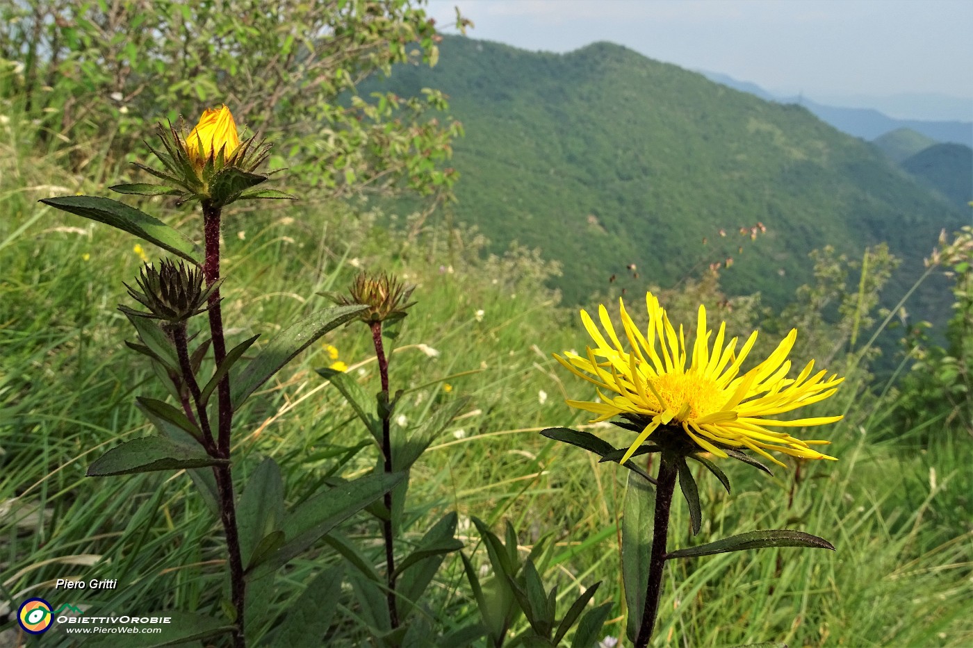 80 Enula scabra (Inula hirta) con vista in Podona.JPG